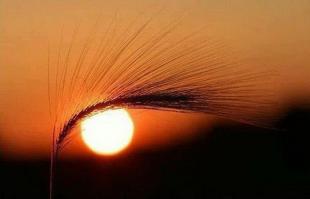  Оптический обман 