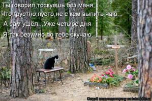 Кошка два года ждет возвращения хозяина