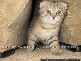 20 животных, которых можно только понять и простить