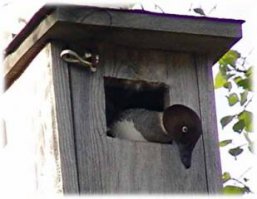 вот ваша инфа 100 %, я не нашел видео с уткой в скворечнике, но я думаю это видео опровергнет некоторую часть ваших процентов ) на фото свыше Утята летят именно из скворечника, и каюсь, я был неправ в ответе на это фото ) это древесная утка, и живет именно в скворечниках и дуплах.