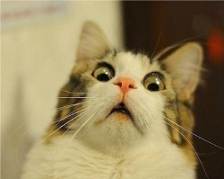 Удивленные животные