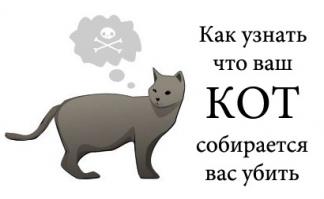 Самый сердитый кот в мире