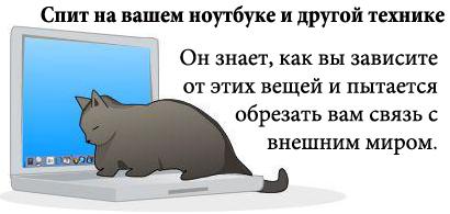 Самый сердитый кот в мире