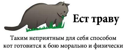 Самый сердитый кот в мире