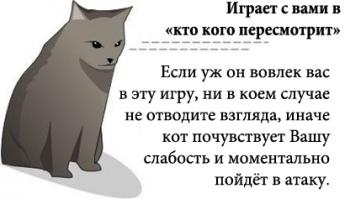 Самый сердитый кот в мире