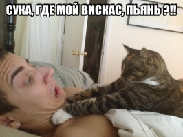 Не все кошки вредные хулиганы, но эти точно