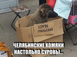 Такое возможно только в России