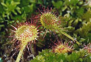 Для тех, кто не с первого раза... Вот росянка.