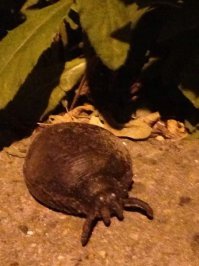 Вот этого забыли.
"Одесская тыродь"