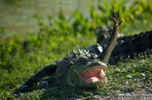 31 улыбка от зверушек, которые сделали нас счастливее в 2014 году