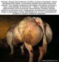 Фишкина солянка за 11.06.2014