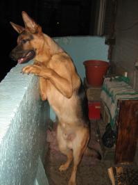 А мой с балкона любит смотреть, с утра до вечера там сидит)Приходит с прогулки, поспит, поест и на балкон))