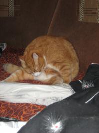 Мой жирик пытается вылизать причиндалы, но дотянуться может только до пуза)