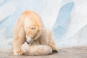 Эти животные научат быть хорошими родителями