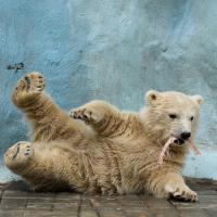 Эти животные научат быть хорошими родителями