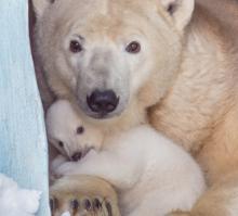 Эти животные научат быть хорошими родителями