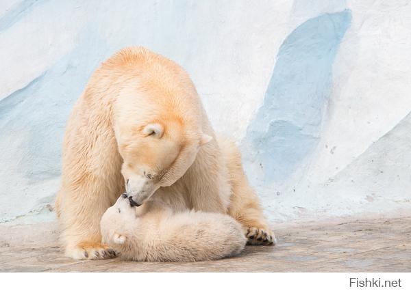 Эти животные научат быть хорошими родителями