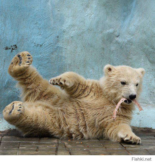 Эти животные научат быть хорошими родителями