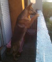 Малыш был в ужасном состояние когда его принесли, грязный, тощий, голодный.. Но потом не чё, отъелся, подрос)