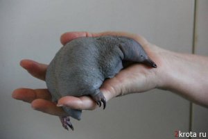 Это не утконос, это Ехидна) Там же написано)