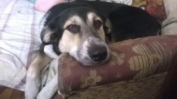 "Когда они не заставляют вас чувствовать себя подлым человеком, глядя вам в глаза во время еды"
Читаю пост и как раз ем селедку под шубой. и тут как тут..