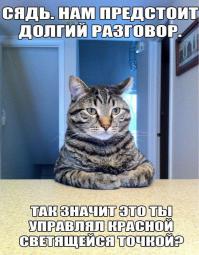 Кот с лазерной указкой на голове