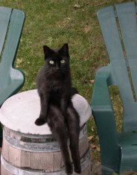 Котан неправильно сидит, надо так