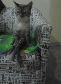 Котан неправильно сидит, надо так