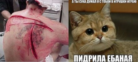 Котаны не забудут
