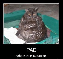 Кот пришел домой 