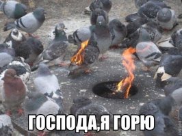 Голуби они такие!
