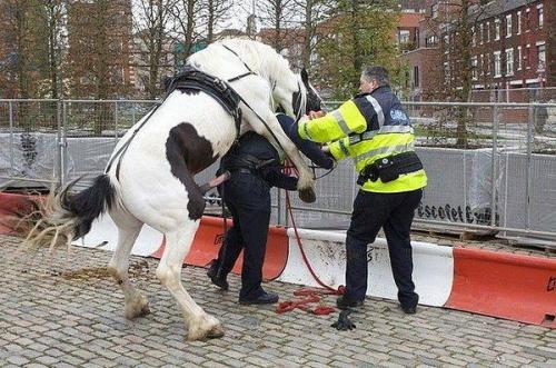 конь показывает сотруднику ДПС как правильно наказывать нарушителя ПДД.