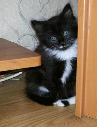 А у меня такая мелкая шняга появилась)