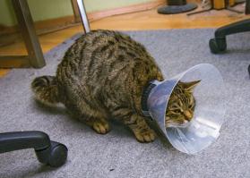 А чего колпак после операции не одели?