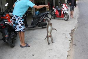 Мартышка ловит мне такси до дома в Таиланде