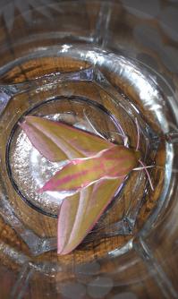 А я такого на даче поймала в Подмосковье