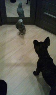 У меня вот такое знакомство. Принимаем французика в семью)))