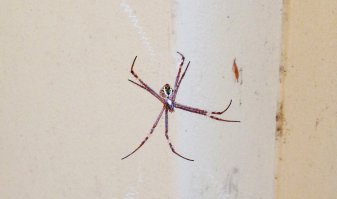 А вот и мои паучки :)