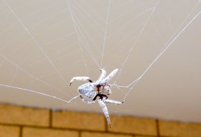 А вот и мои паучки :)