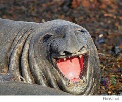  16 СМС, в которых кто-то кого-то неправильно понял