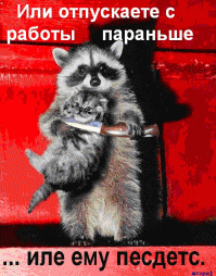 Пост обожания енотов