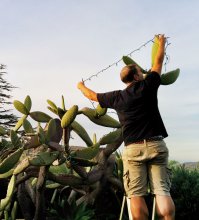 Кактус тоже почти елка =)