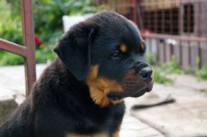 :) Мой Амиго)