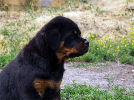 :) Мой Амиго)