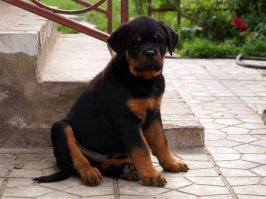 :) Мой Амиго)