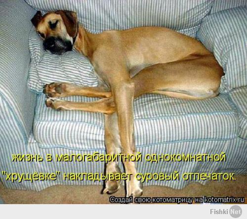 Уроки поведения для собак