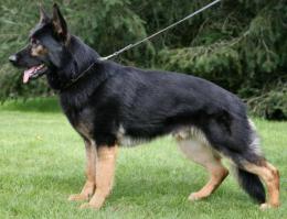 и немца можно было получше выбрать
1.шоу разведение
2. рабочее разведение