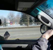 Need for speed - gooseedition)