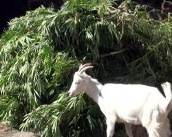 Нах эту синьку, лучше козьего молока.;)