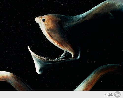 Существа живущие глубоко под водой в районе Марианской впадины. 